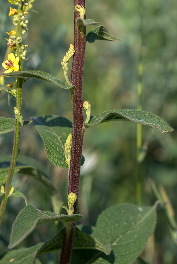 Изображение особи Verbascum marschallianum.