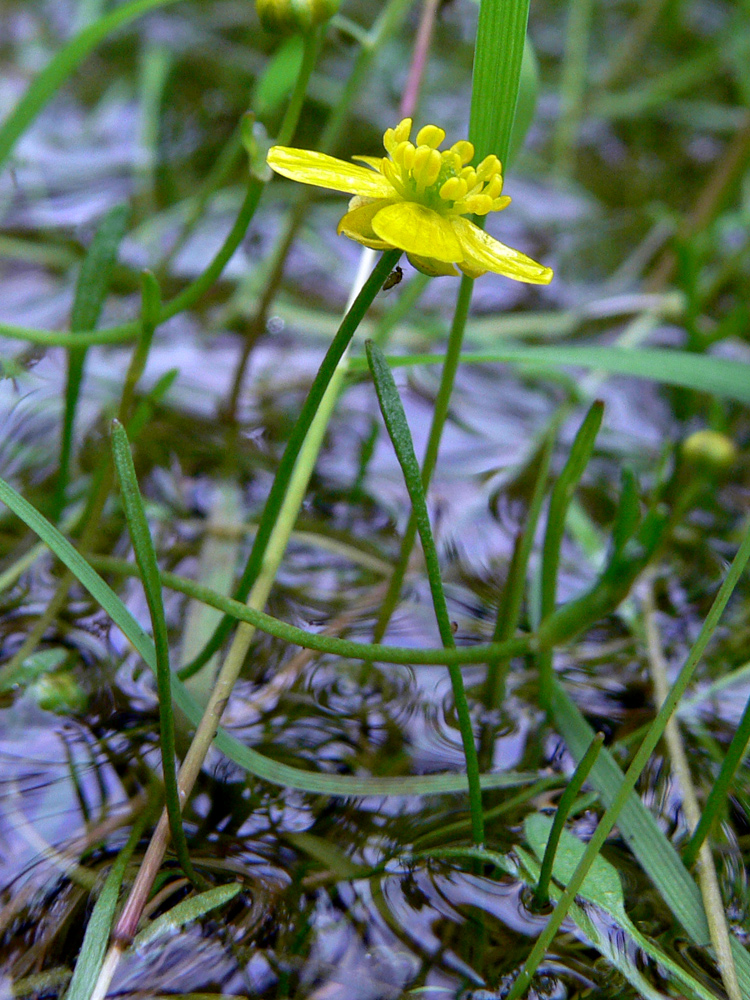 Image of Ranunculus reptans specimen.