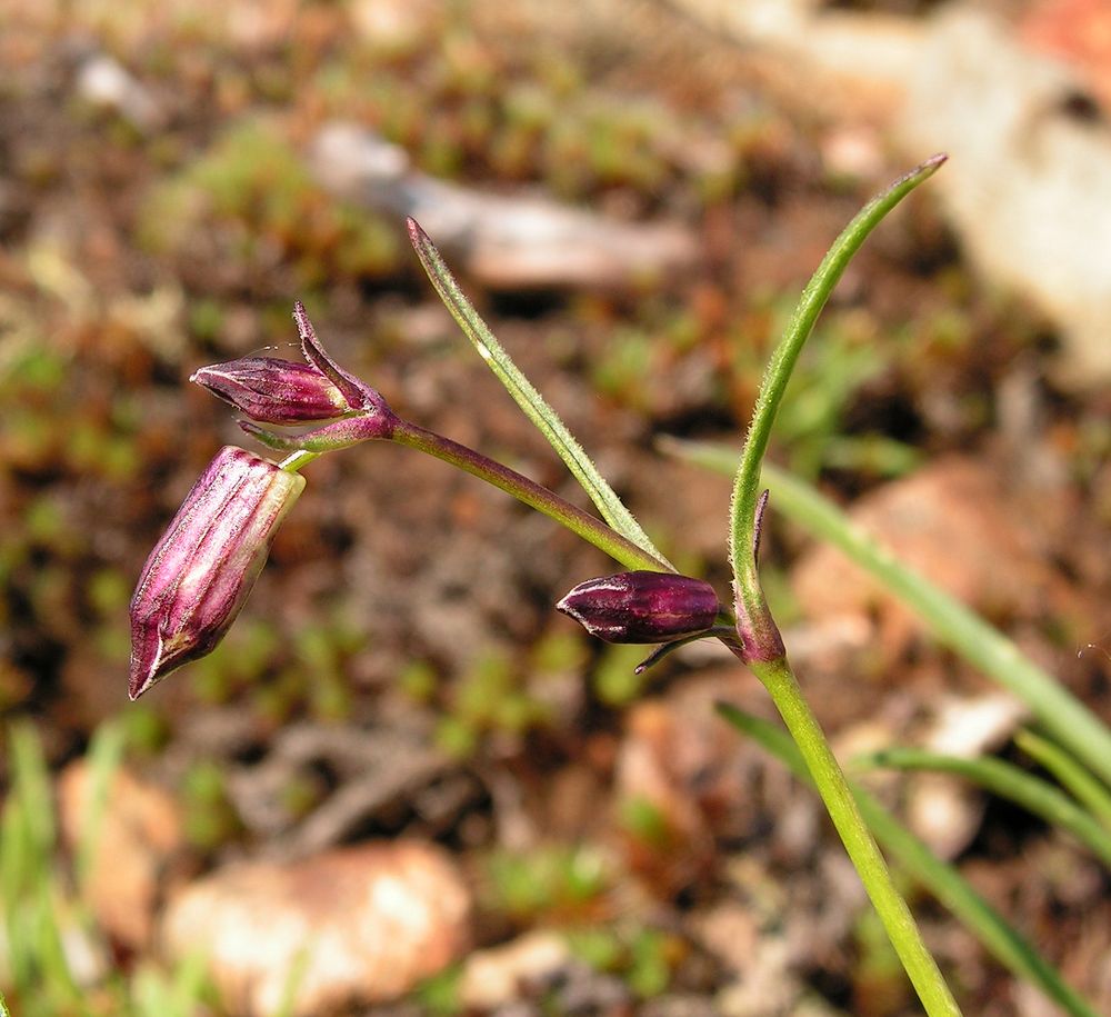 Image of Silene stenophylla specimen.
