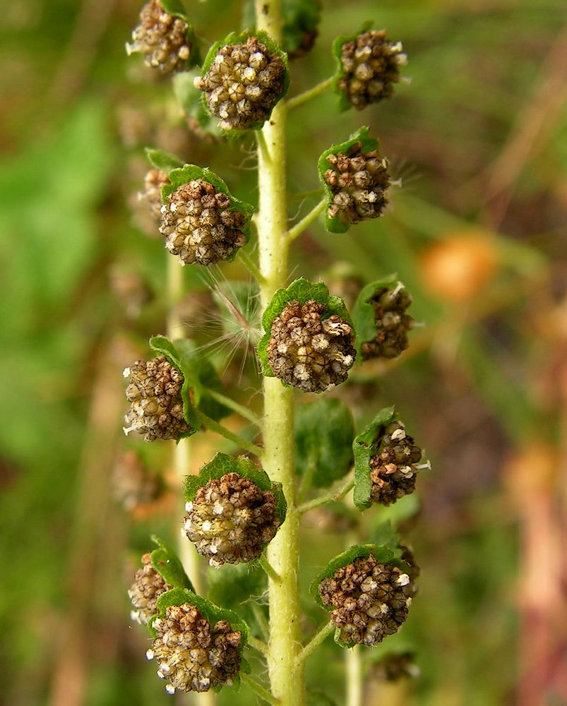 Image of Ambrosia artemisiifolia specimen.