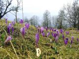 Crocus heuffelianus