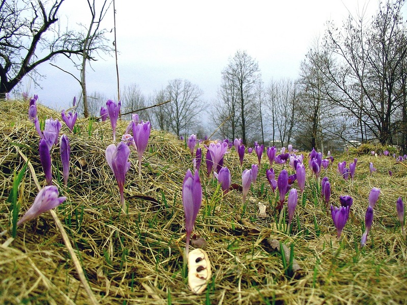 Image of Crocus heuffelianus specimen.