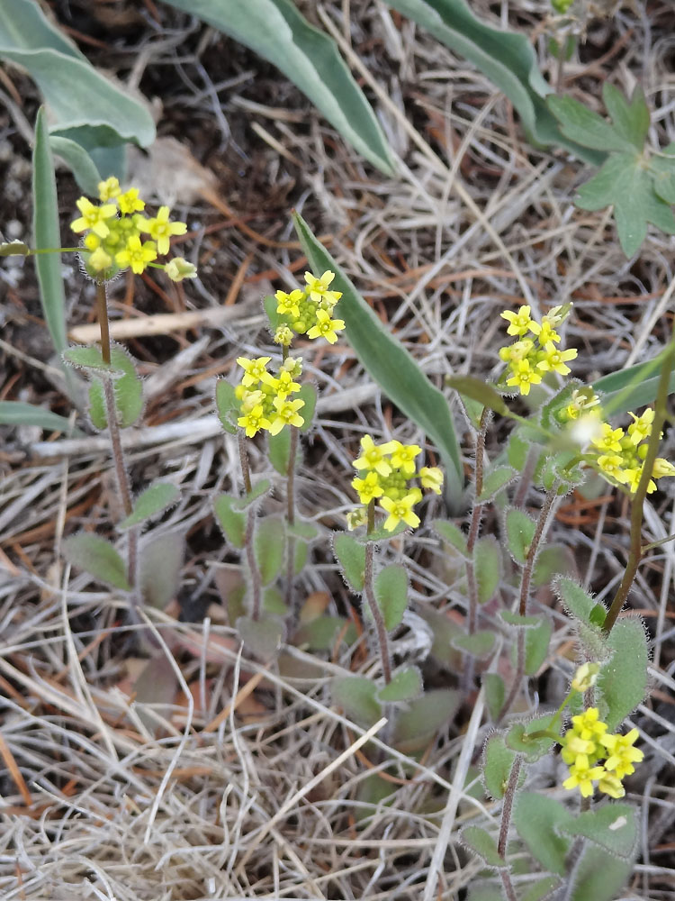 Image of Draba nemorosa specimen.