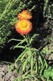 Xerochrysum bracteatum