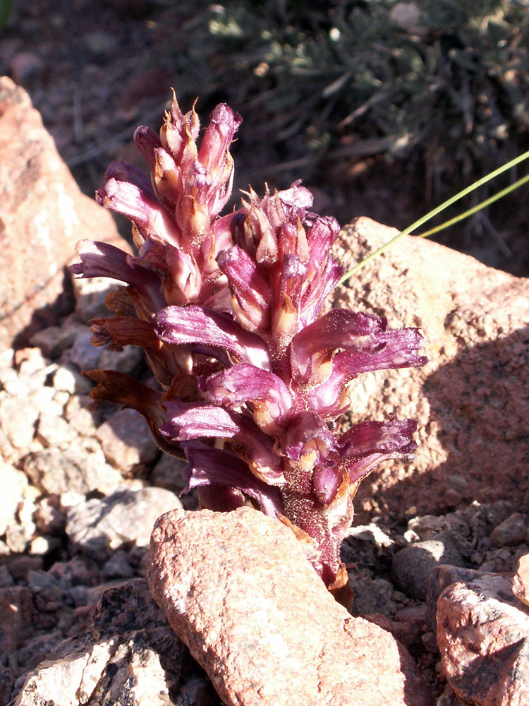 Image of Orobanche hansii specimen.