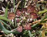 Microthlaspi perfoliatum. Верхушка соплодия. Крым, Ялтинский горно-лесной природный заповедник, Ай-Петри. 23.05.2013.