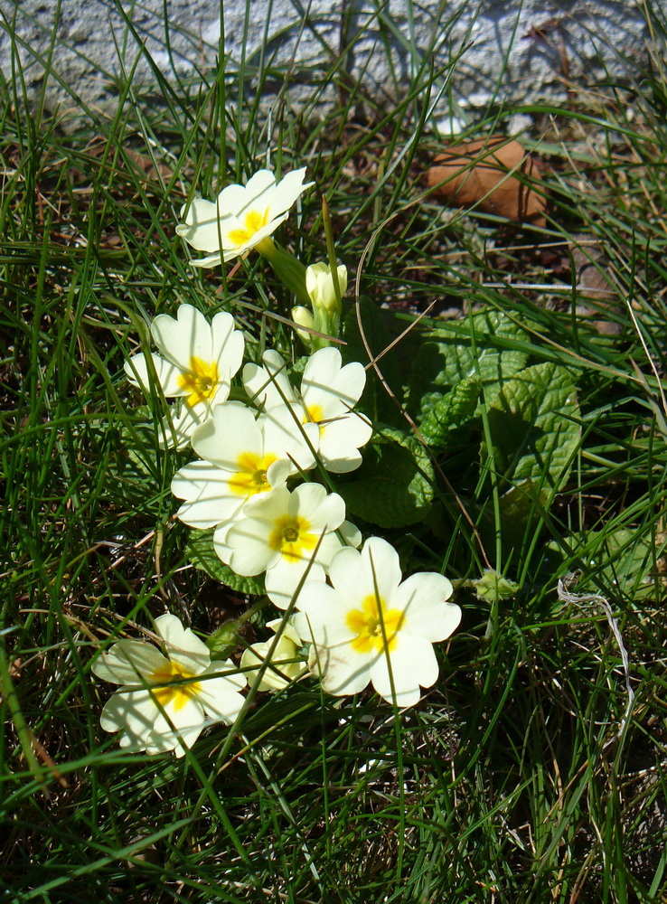 Изображение особи Primula vulgaris.