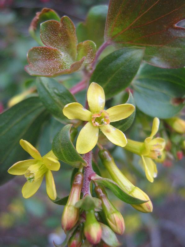 Image of Ribes aureum specimen.
