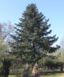 Abies cephalonica. Взрослое дерево. Германия, г. Дюссельдорф, Ботанический сад университета. 10.03.2014.
