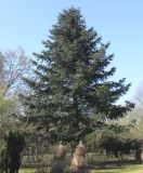 Abies cephalonica