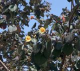 Hibiscus tiliaceus. Часть кроны цветущего и плодоносящего дерева. Израиль, г. Кирьят-Оно, уличное озеленение. 26.03.2014.