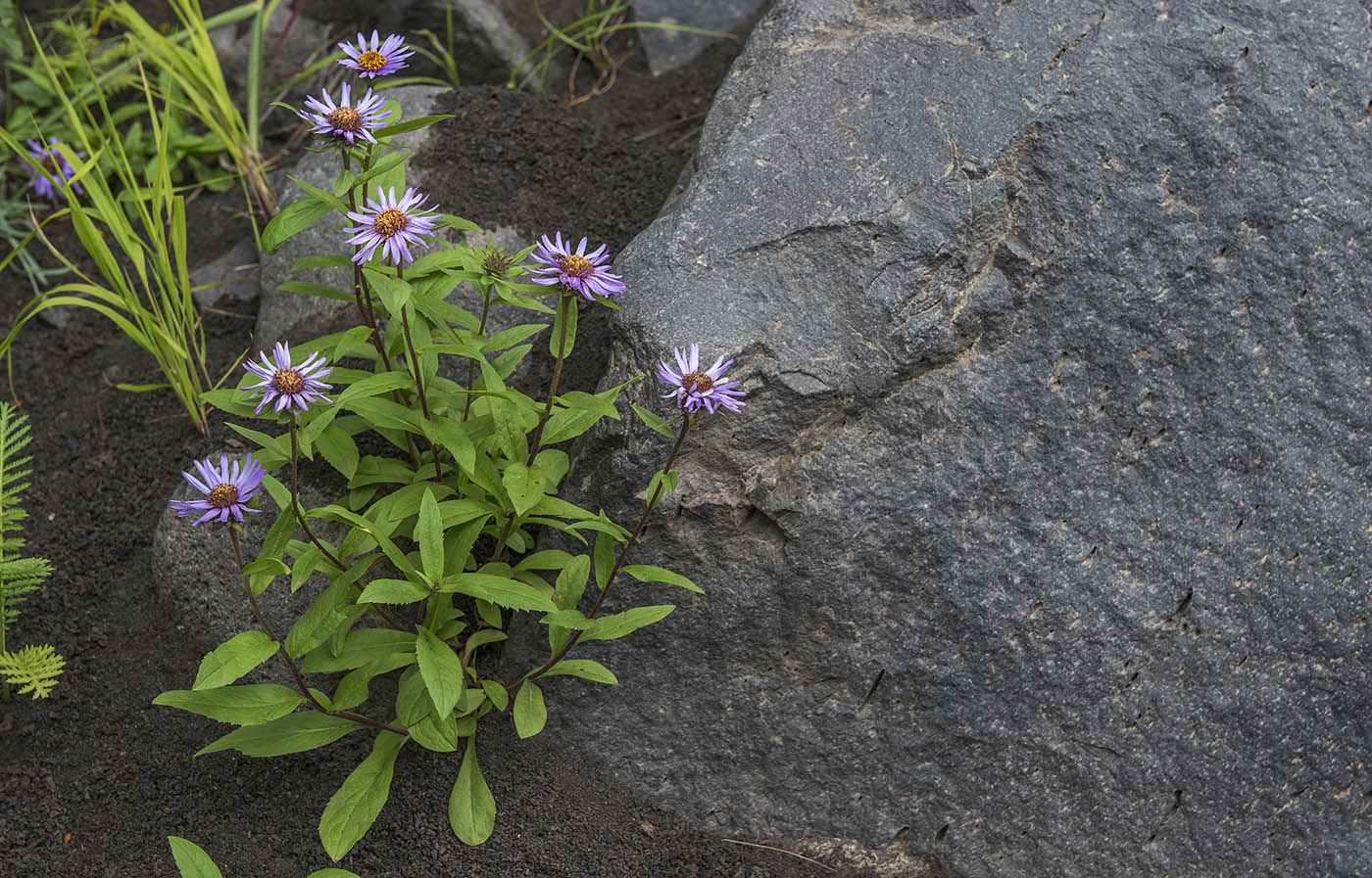 Изображение особи Aster sibiricus.