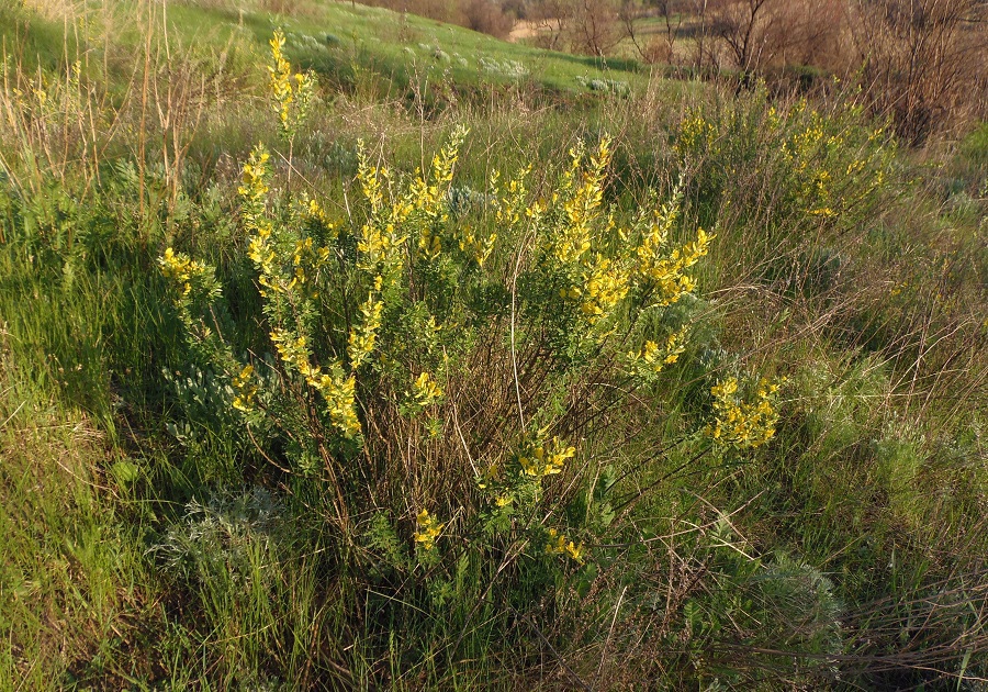 Изображение особи Chamaecytisus colchicus.