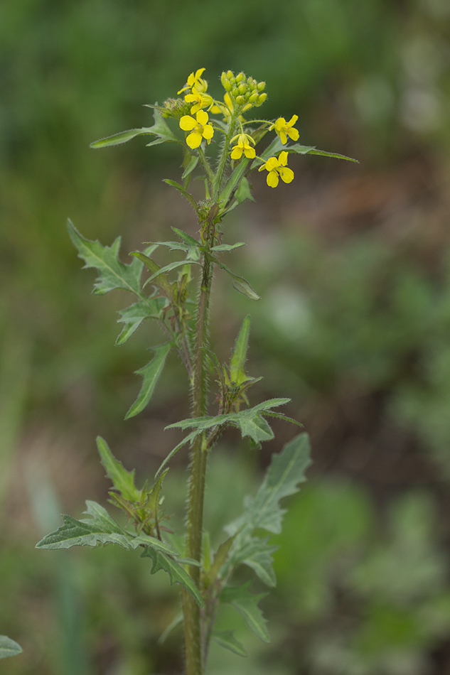 Изображение особи Sisymbrium loeselii.