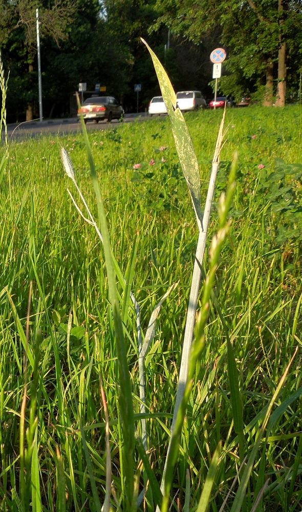 Image of Secale cereale specimen.