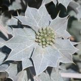 Eryngium maritimum