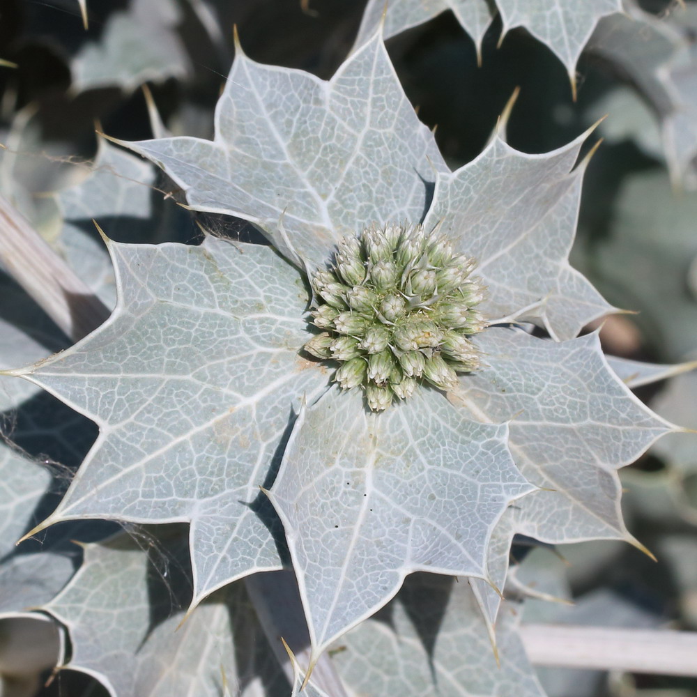 Изображение особи Eryngium maritimum.