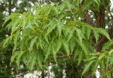 Phellodendron amurense. Ветка с незрелыми плодами. Украина, Львовская обл., Дрогобычский р-н, г. Трускавец, в культуре. 15.06.2014.