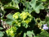 genus Alchemilla. Верхушка цветущего растения. Ярославская обл., пос. Борисоглебский, берег р. Устье. 16 мая 2014 г.