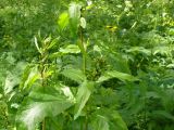 Rumex obtusifolius