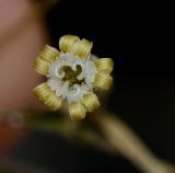 Silene linearis