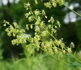 Thalictrum ussuriense. Часть соцветия. Приморский край, Шкотовский р-н, окр. с. Романовка, левый берег р. Суходол, опушка долинного леса. 13.07.2014.