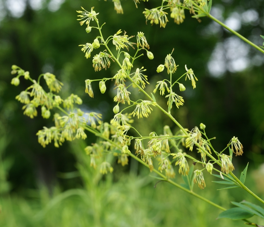 Изображение особи Thalictrum ussuriense.