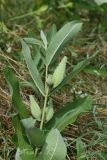 Asclepias syriaca