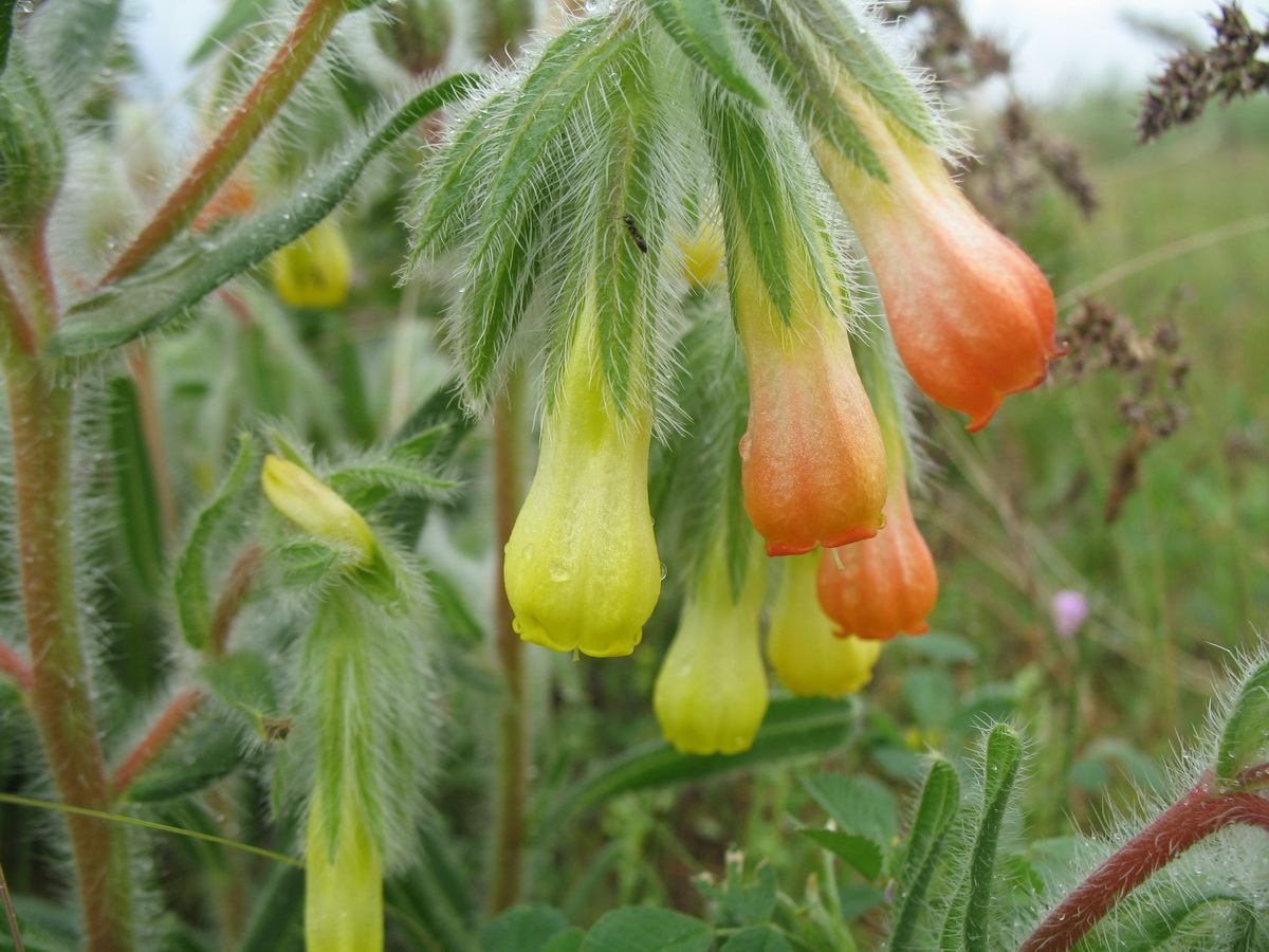 Image of Onosma dichroantha specimen.