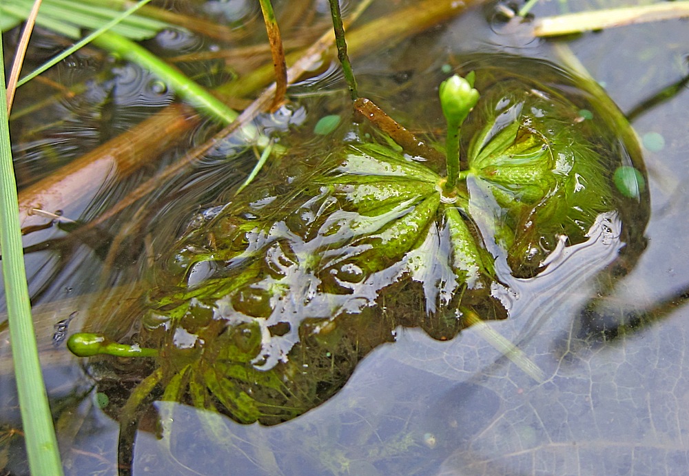 Image of Aldrovanda vesiculosa specimen.