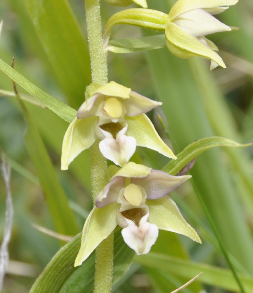 Image of Epipactis helleborine ssp. degenii specimen.