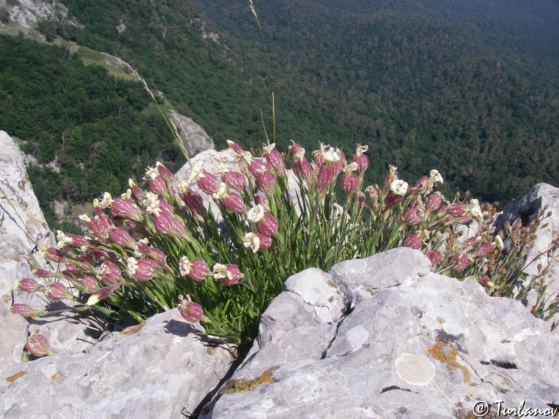 Image of Silene jailensis specimen.