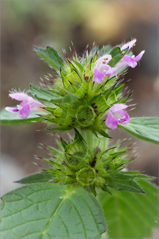 Изображение особи Galeopsis bifida.