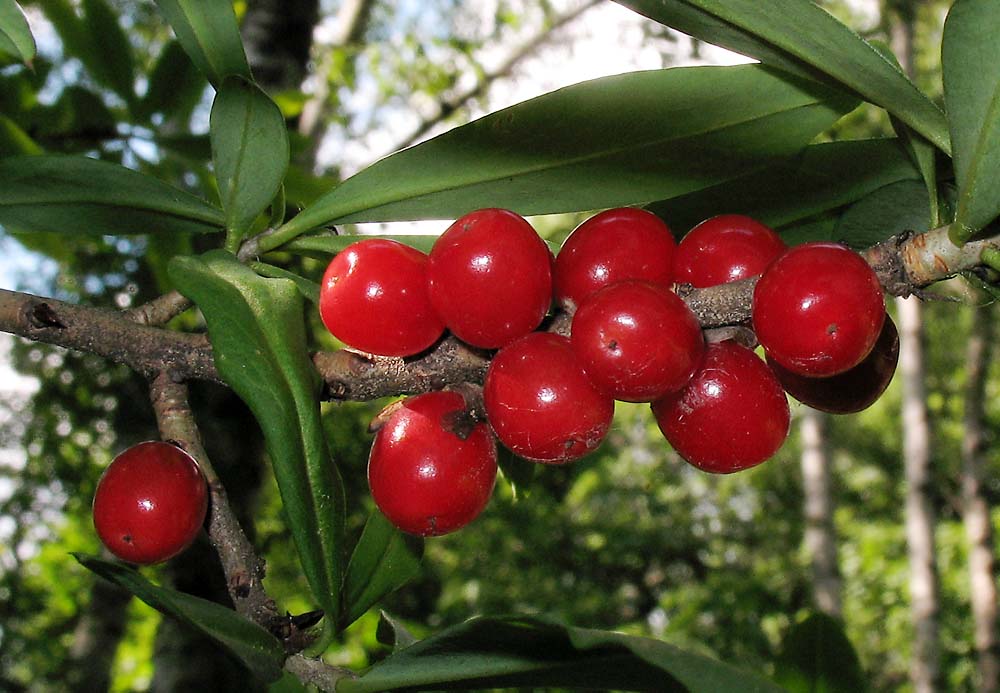 Image of Daphne mezereum specimen.