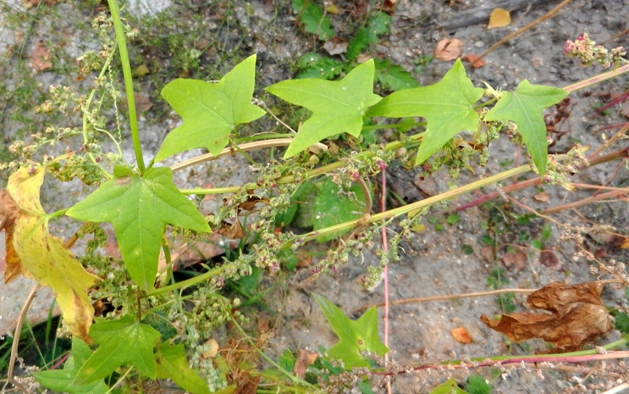 Image of Echinocystis lobata specimen.