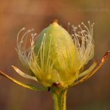 Parnassia palustris