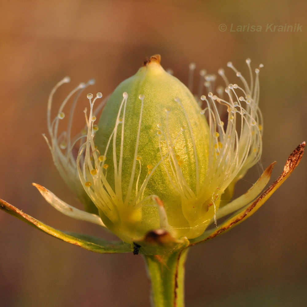 Image of Parnassia palustris specimen.