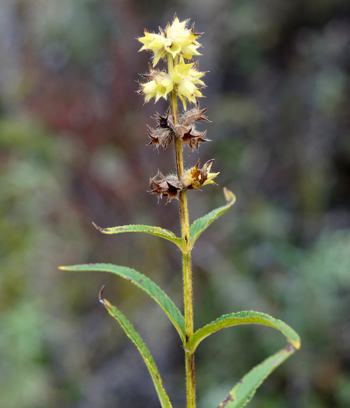 Изображение особи Stachys aspera.