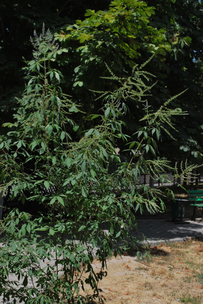 Image of Vitex negundo specimen.