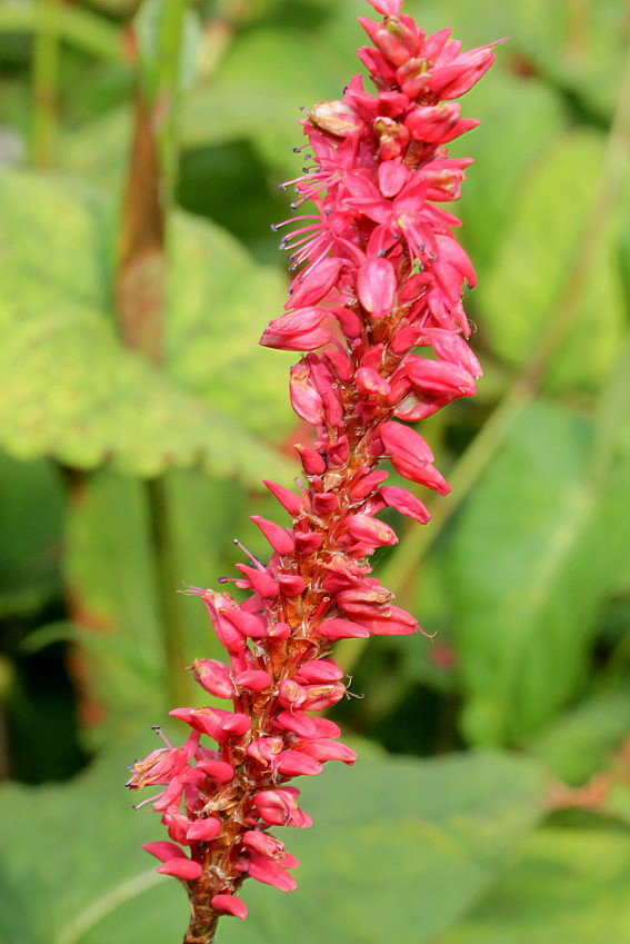 Изображение особи Bistorta amplexicaulis.