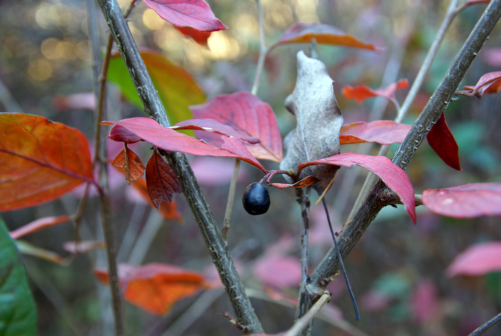 Изображение особи род Cotoneaster.