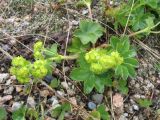 Alchemilla sibirica