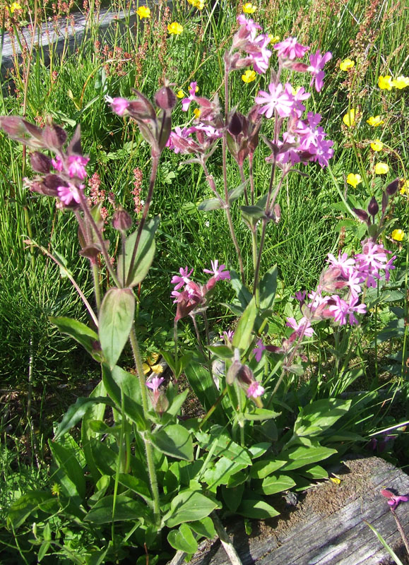 Изображение особи Melandrium dioicum.