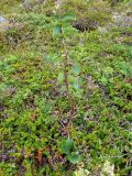 genus Betula
