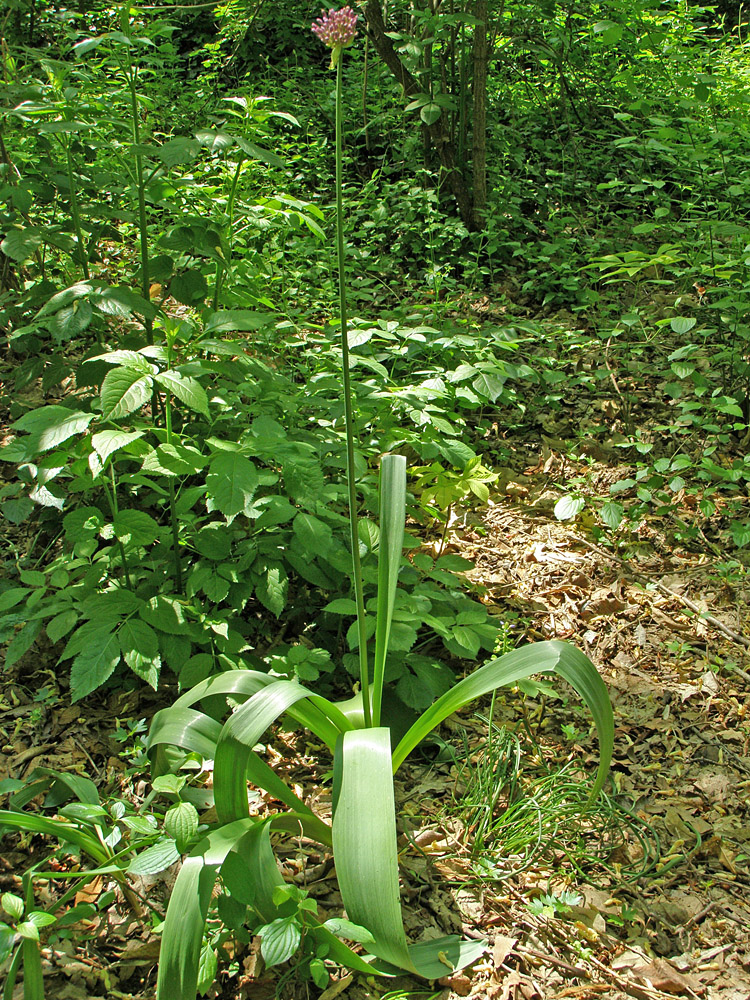 Изображение особи Allium stipitatum.