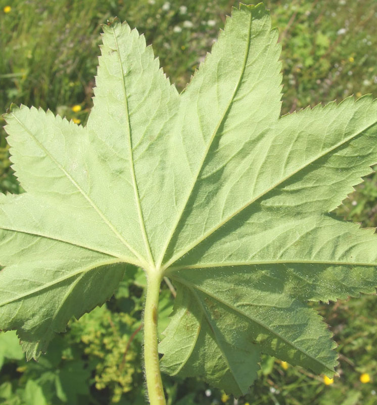 Изображение особи род Alchemilla.