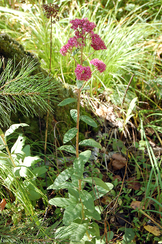 Изображение особи Hylotelephium triphyllum.