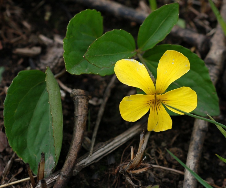 Image of Viola xanthopetala specimen.