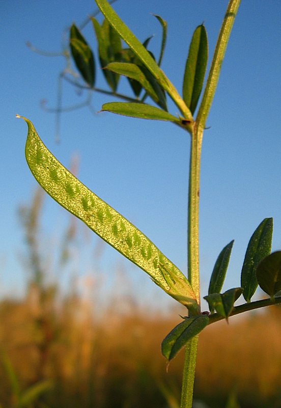 Изображение особи Vicia segetalis.