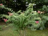 Lagerstroemia indica